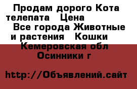  Продам дорого Кота-телепата › Цена ­ 4 500 000 - Все города Животные и растения » Кошки   . Кемеровская обл.,Осинники г.